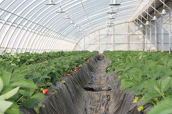 Anti-Fog Films in Agriculture: An In-Depth Analysis of Features, Benefits, and Crop Performance